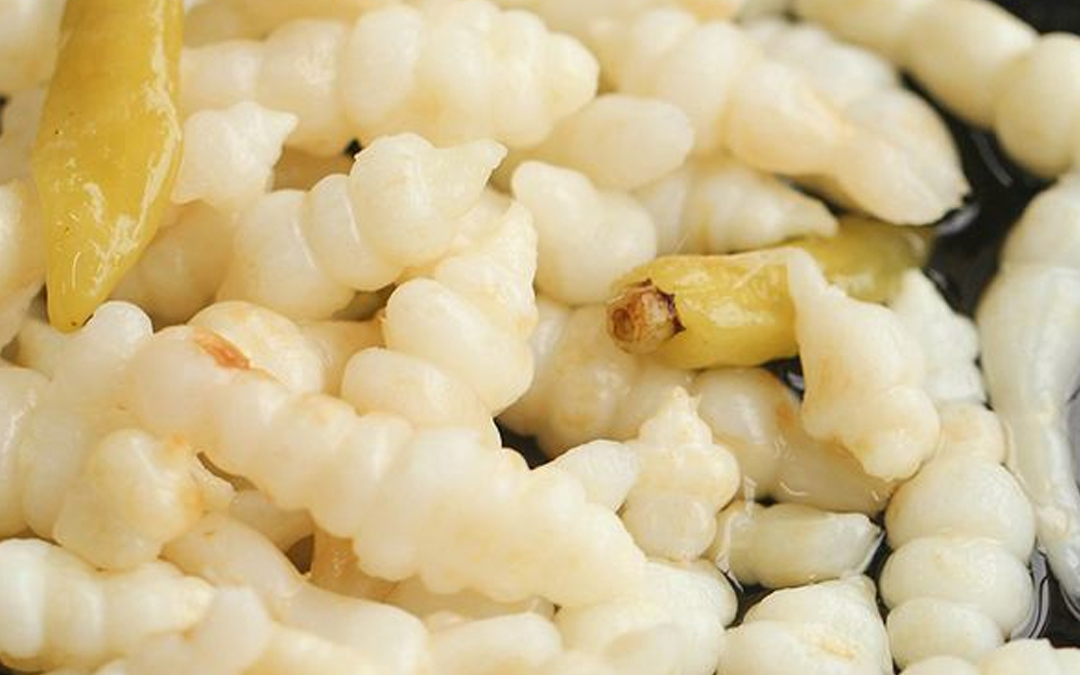 贺兰螺丝菜(图1)