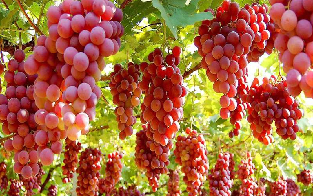 吐鲁番葡萄(图2)